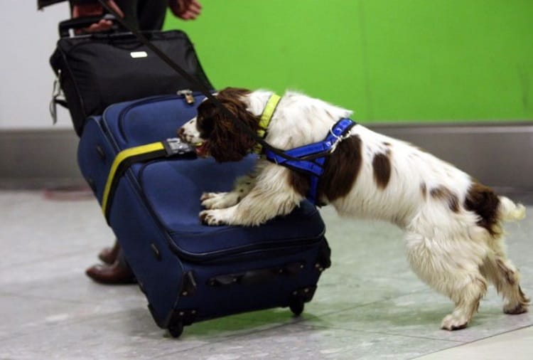 Drugs Smuggling, Haryana Government Will Buy Narcotics Sniffer Dogs