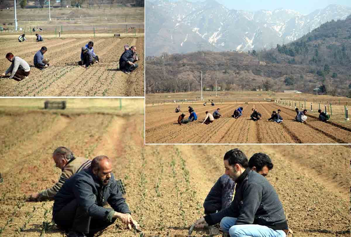 jammu kashmir Tulip garden of Srinagar will be buzzed with flowers of 15 lakh tulips