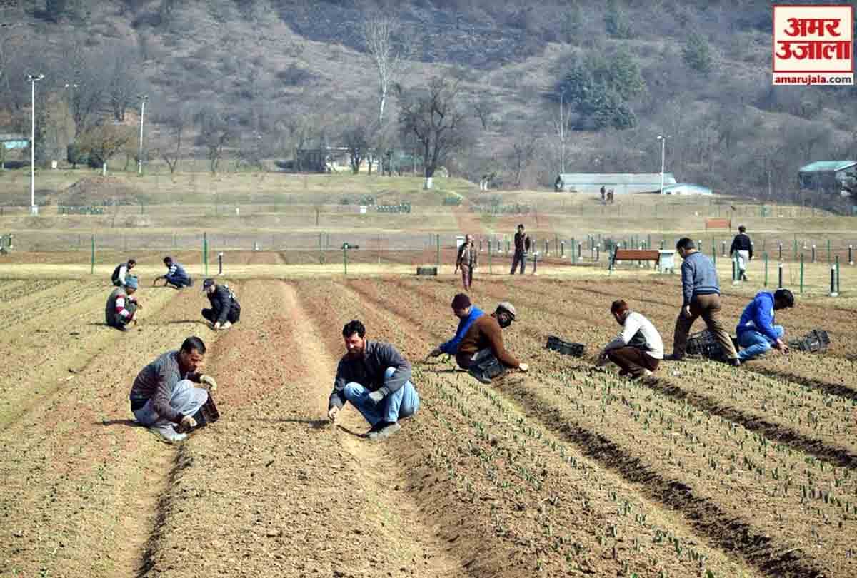 Asia's largest tulip garden is being prepared for tourists