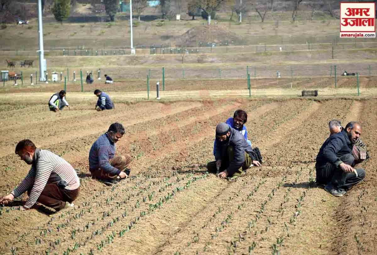 Asia's largest tulip garden is being prepared for tourists