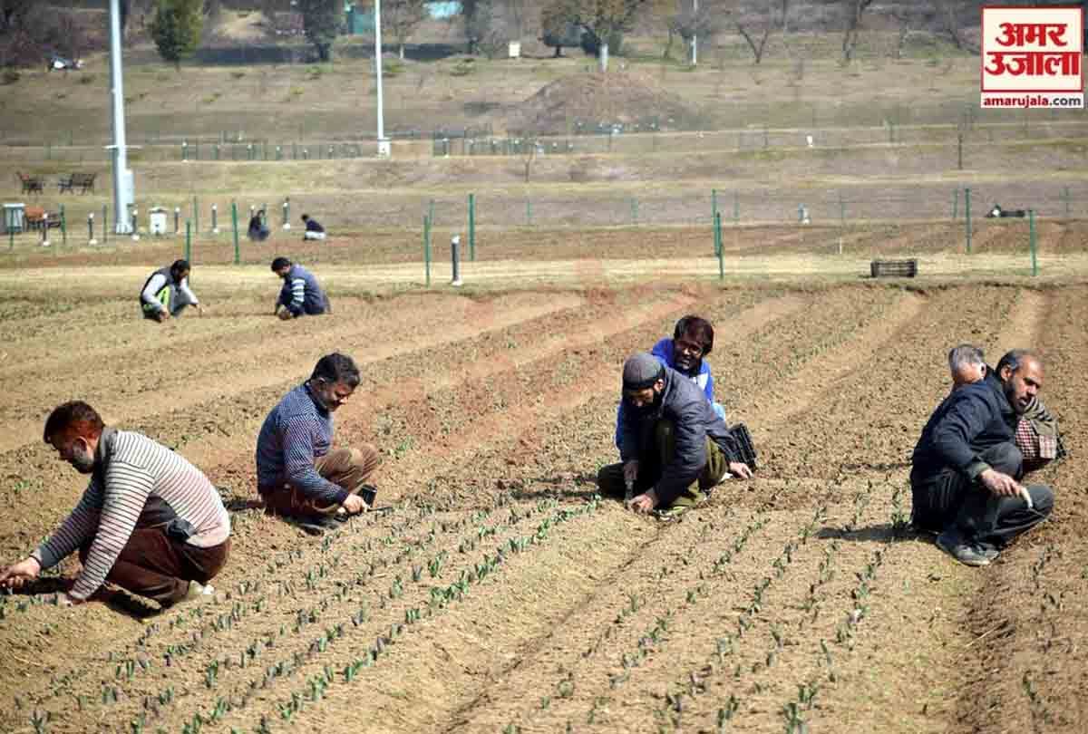 jammu kashmir Tulip garden of Srinagar will be buzzed with flowers of 15 lakh tulips