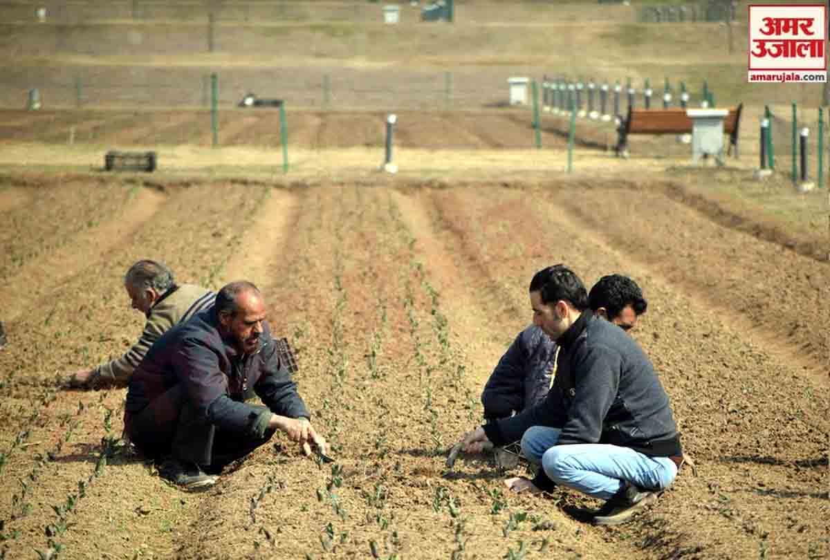 Asia's largest tulip garden is being prepared for tourists