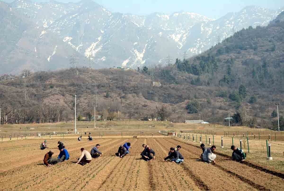 Asia's largest tulip garden is being prepared for tourists