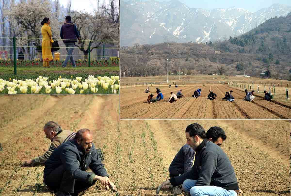 Asia's largest tulip garden is being prepared for tourists