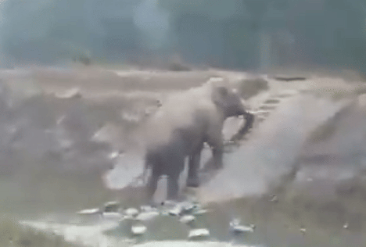 viral video elephant climbing narrow staircase people are shocked