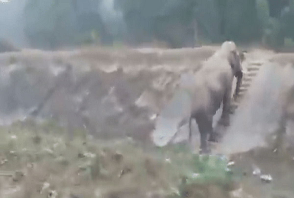 viral video elephant climbing narrow staircase people are shocked