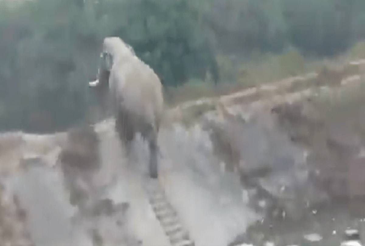 viral video elephant climbing narrow staircase people are shocked