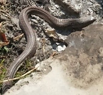 Snake again seen in GGIC campus chaukhutiya