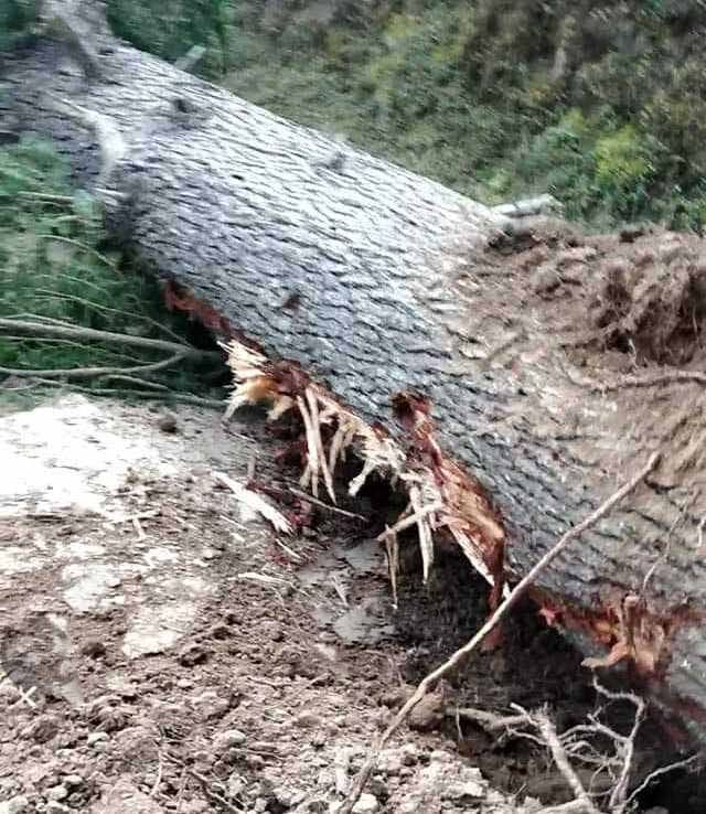 Uprooted eight cedar trees from JCB