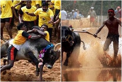 Know All About Kambala Race What When And How To Organize This Type Of Buffalo Race