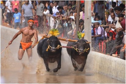 Know All About Kambala Race What When And How To Organize This Type Of Buffalo Race