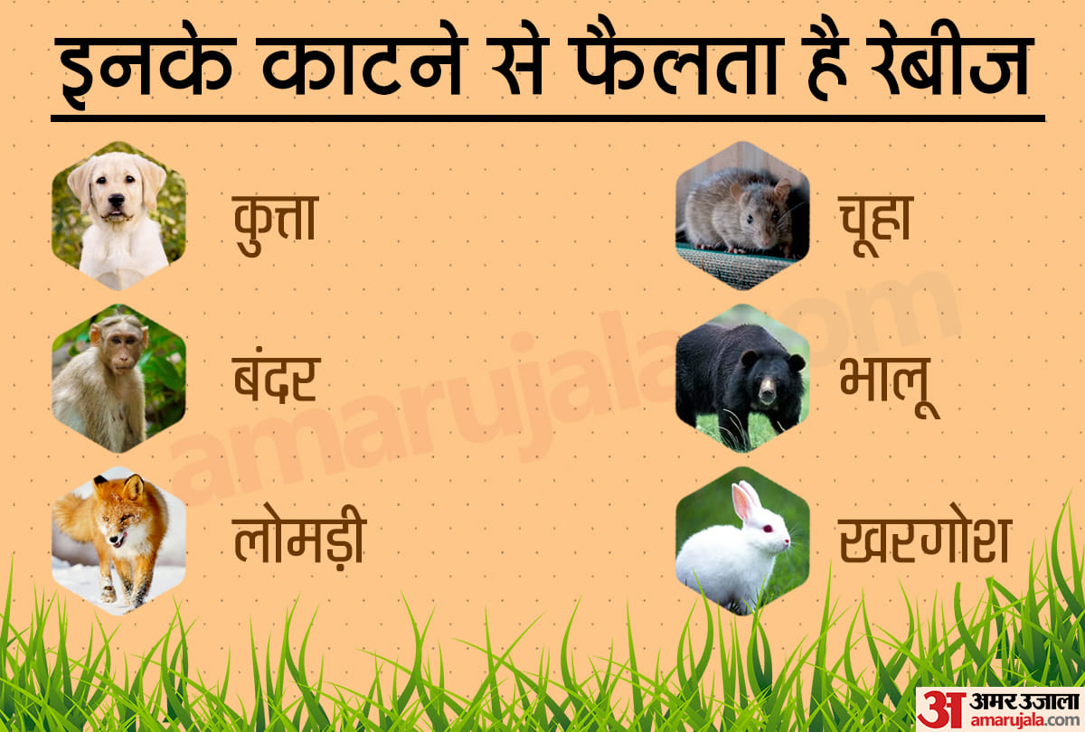 Dog bite treatment signs of rabies know about dog bite infection 
