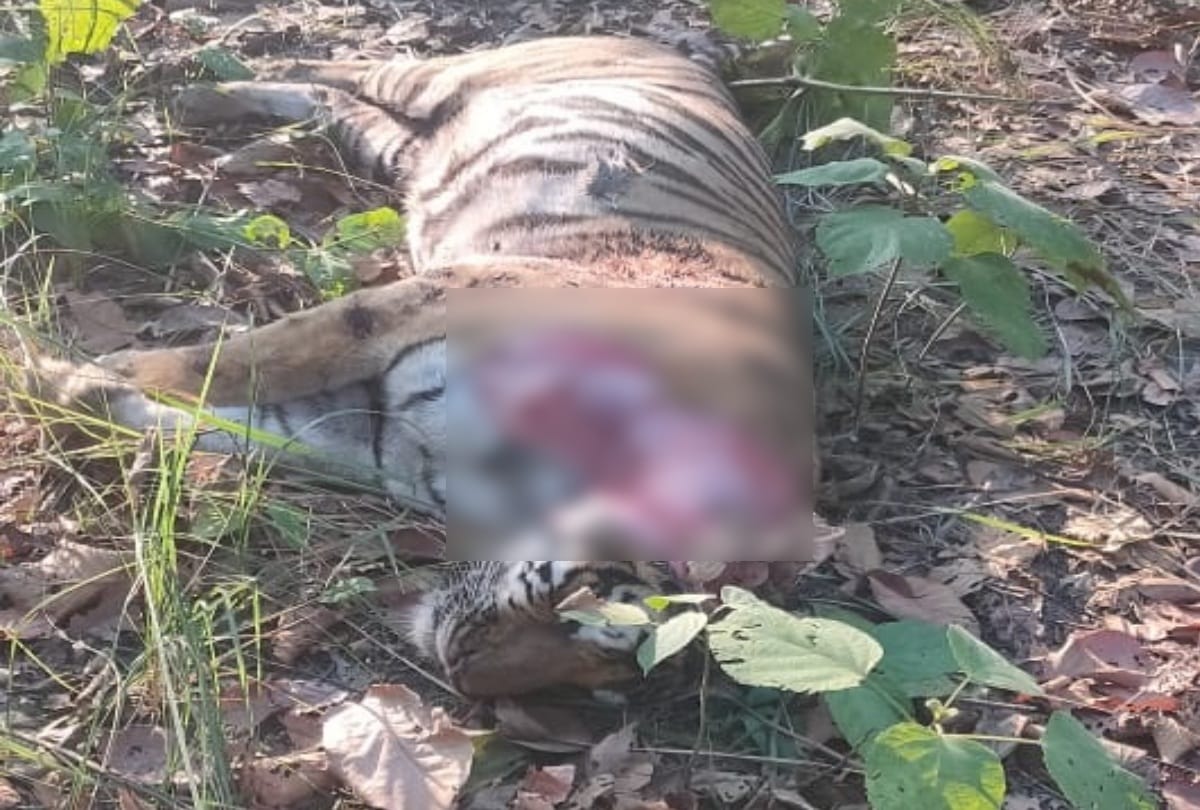 Sampler of tiger, cub, investigation not yet received