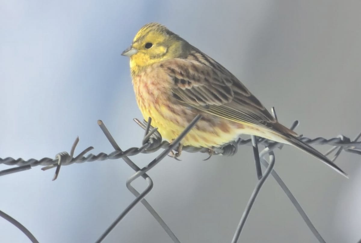 Yellowhammer Bird first time seen in Lahaul Valley in Himachal Pradesh