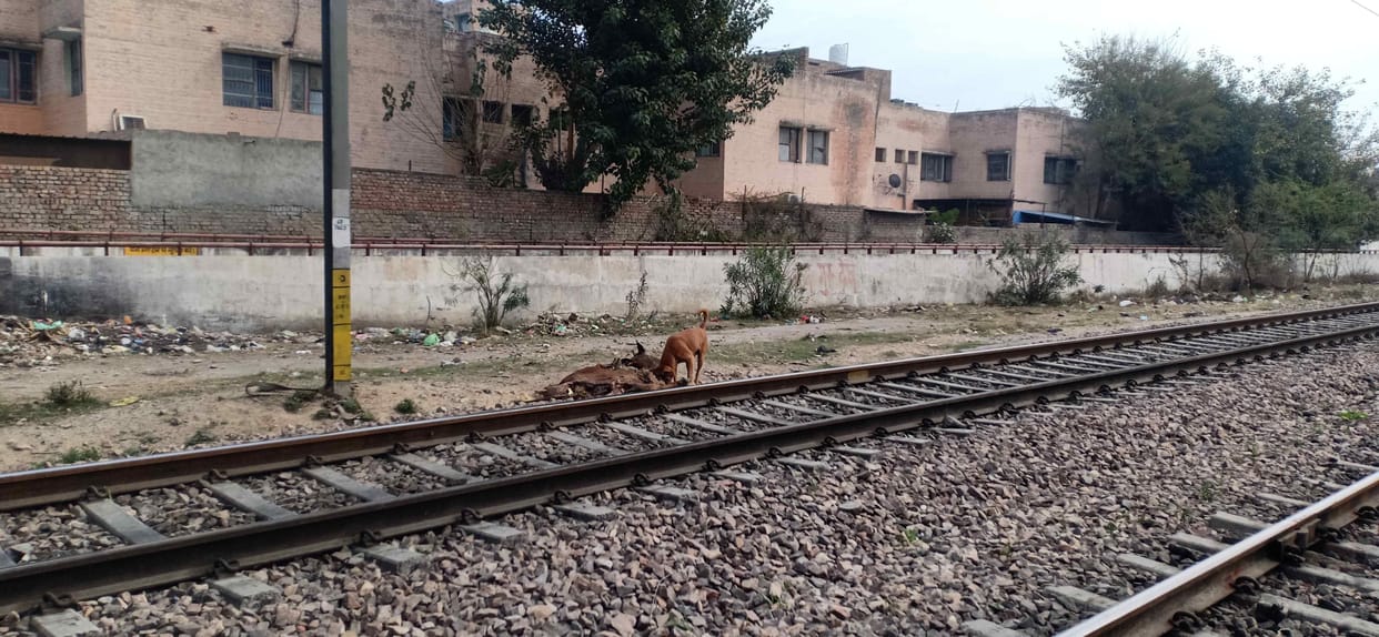 complain for cow's deadbody