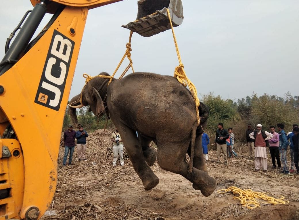 Sick elephant died for four days in Badhapur