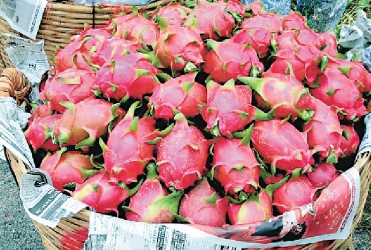 Hylocereus Undatus, Dragon Fruit Ban in India due to Corona Virus in China