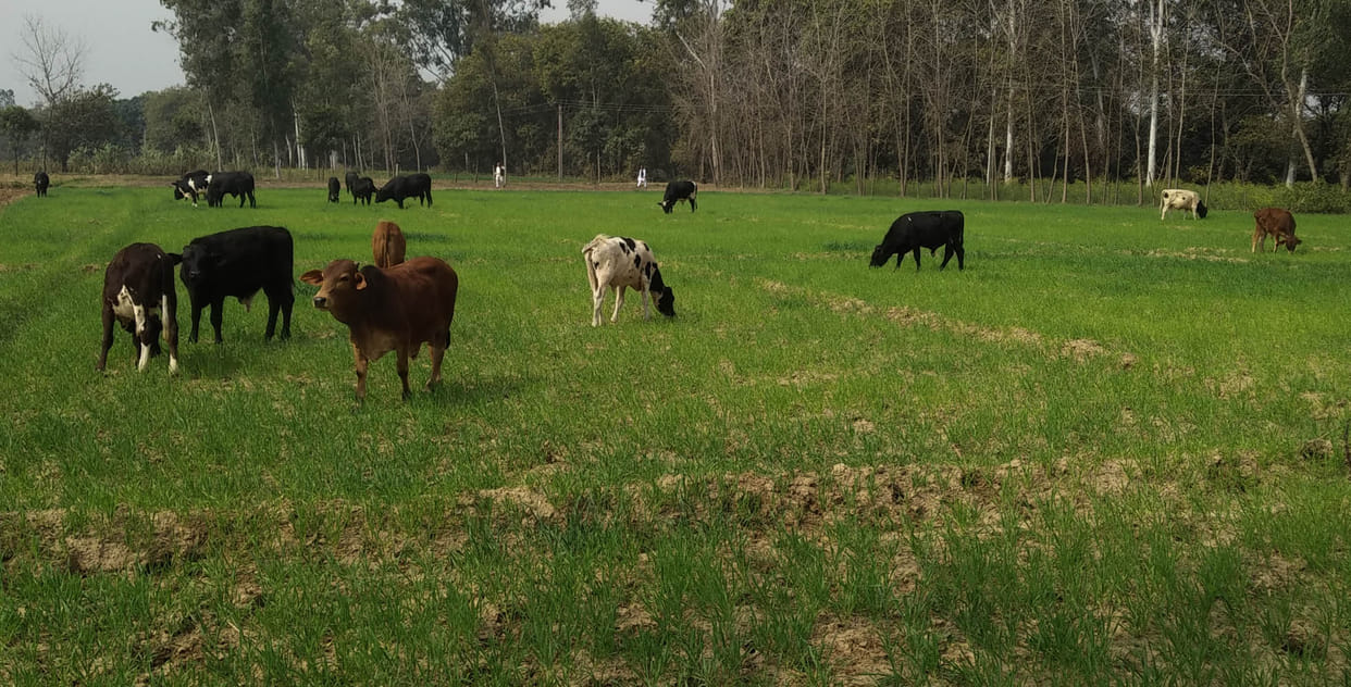 Destitute cows are ruining farmers' crops
