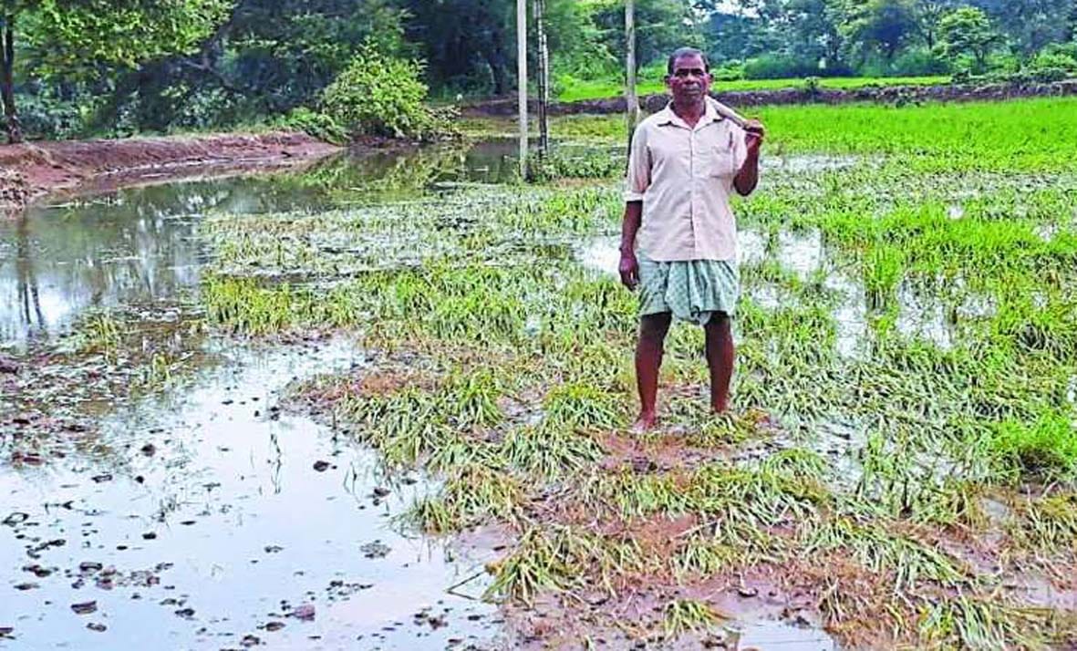 Bundeli farmers get voluntary crop insurance
