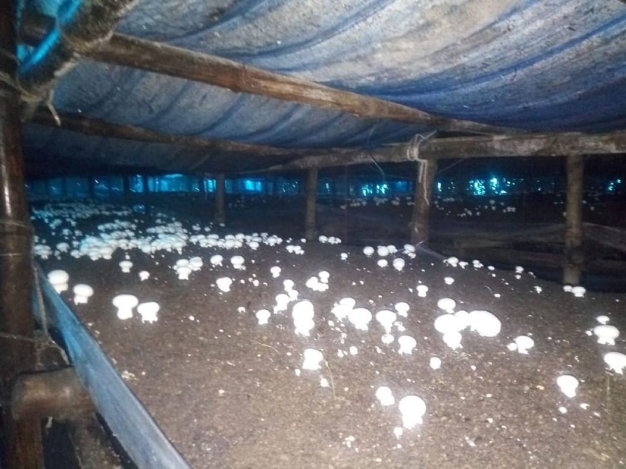 Jarwal mushrooms are being served to the people of Kanpur and Lucknow
