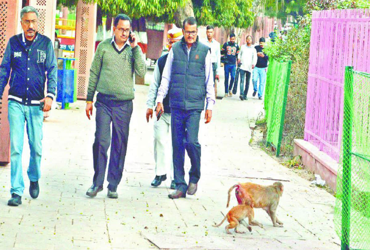 Donald Trump Will Visits Taj Mahal Hollow Tree On Road Monkeys