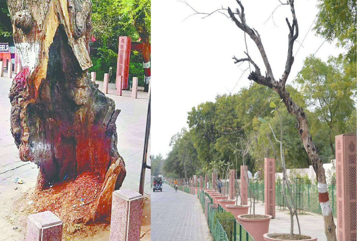 Donald Trump Will Visits Taj Mahal Hollow Tree On Road Monkeys