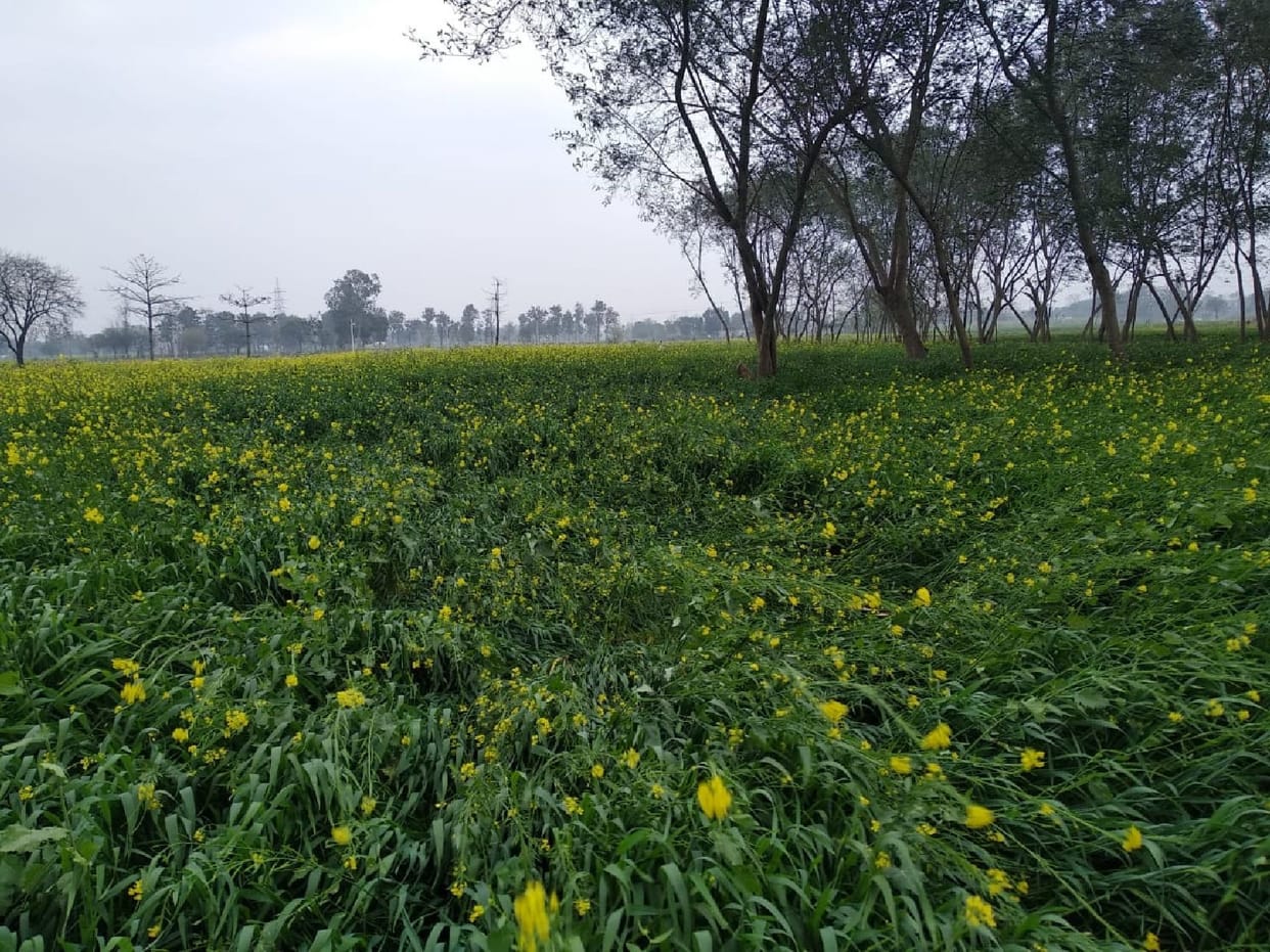 Crops spread in the fields due to strong wind and rain