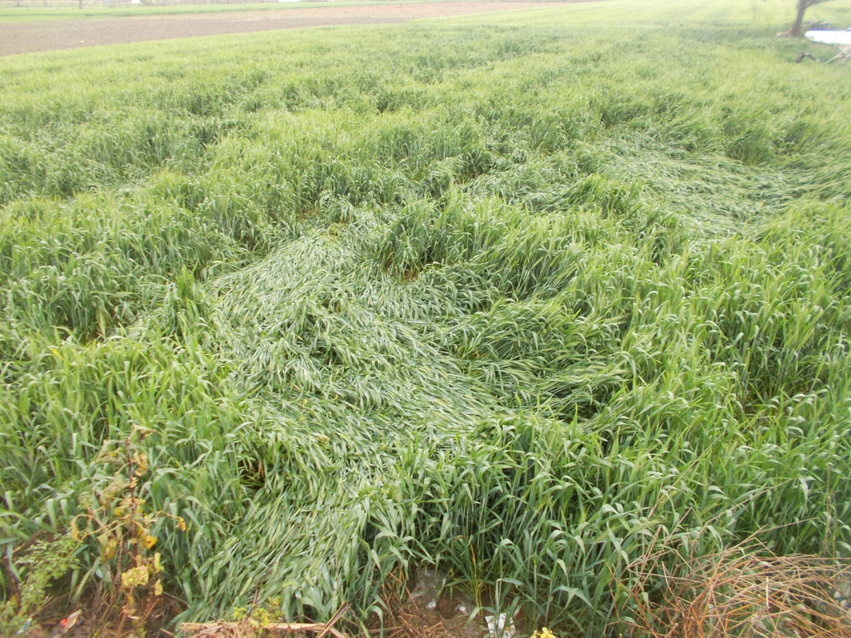 Unseasonal rains have led to the fall of the standing crop of wheat