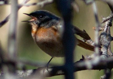 Uttarakhand forest for the first time