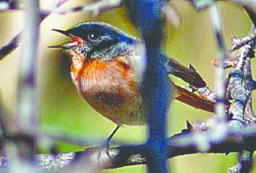 Rufous Backed Redstart Bird seen First Time After 132 years In uttarakhand Forest