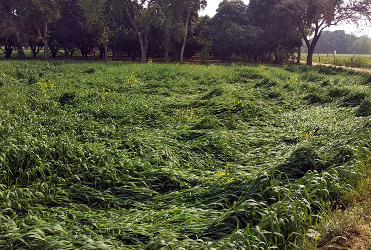 loss for farmer with heavy rainfall