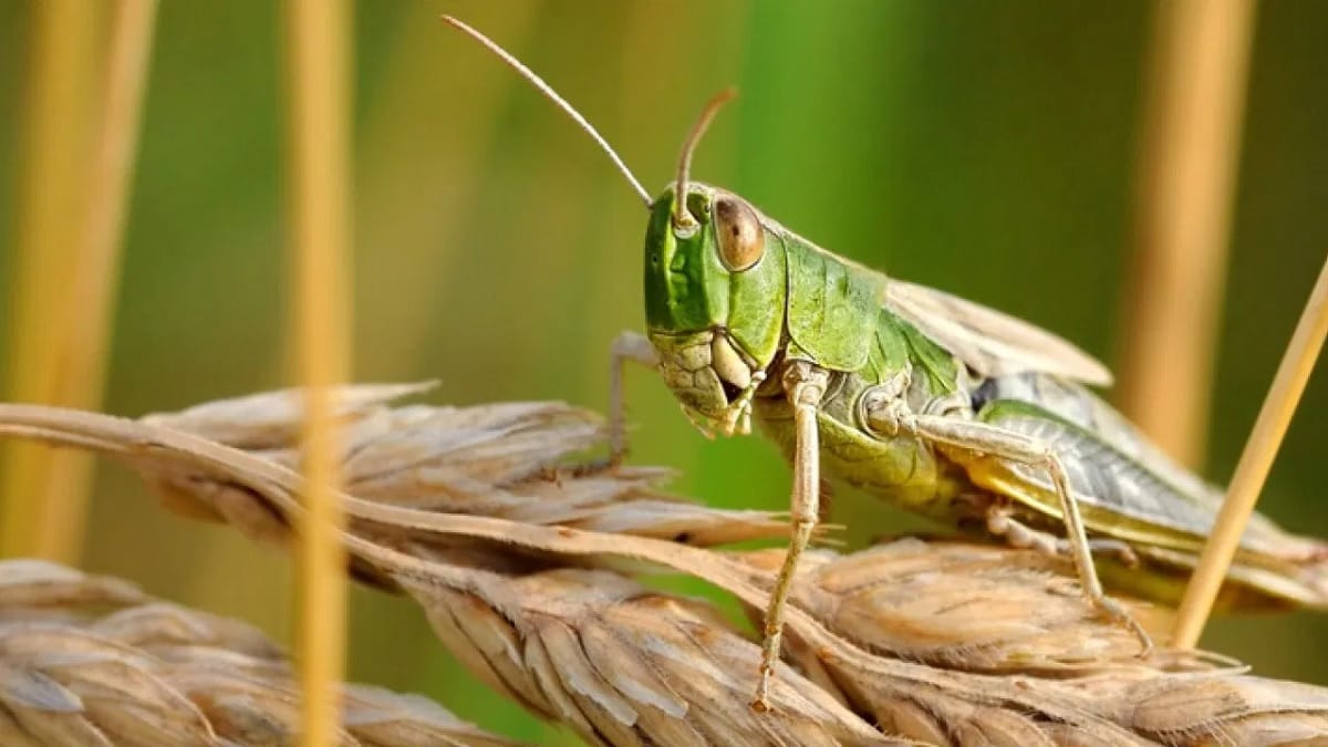 Punjab Government Strategy to Sort Out Grasshopper Problem