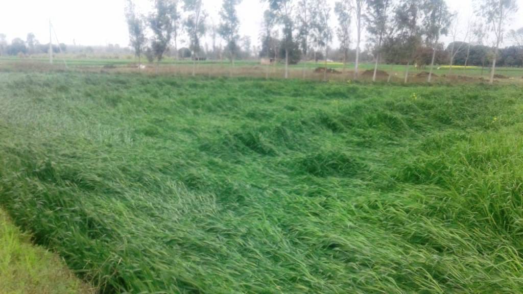 Harvest and strong winds damage crops