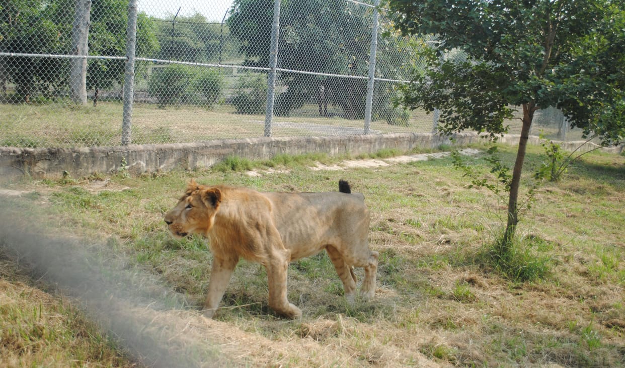 Lion Safari will open in first week of April