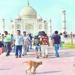 ताजमहल में बंदर (फाइल)