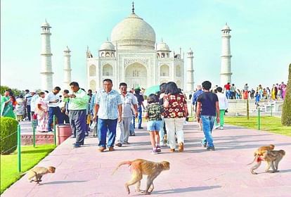 People are troubled by monkeys from ticket window to parking at Taj Mahal in Agra