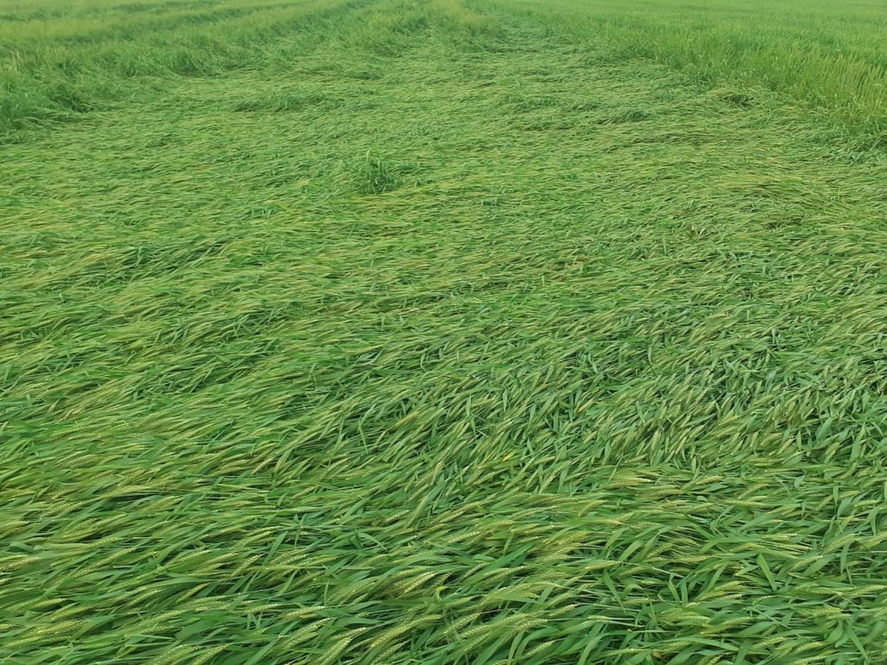 Heavy rain and hail fall has put farmers in trouble.