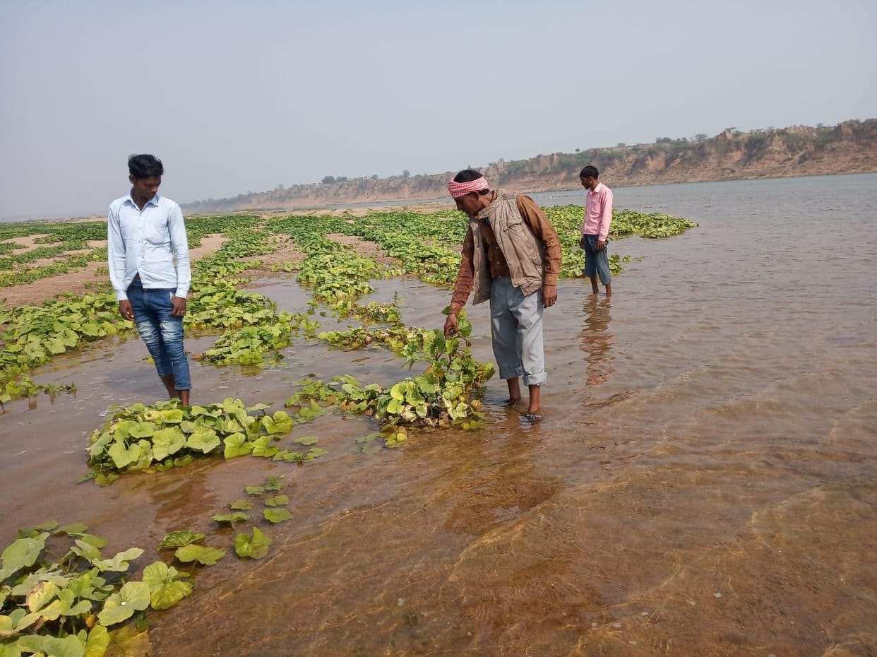 Vegetable crops collapsed due to increasing water in Betwa