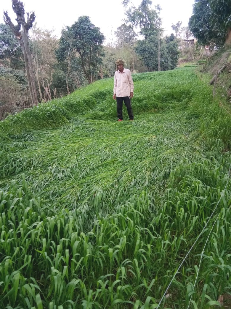 agriculture