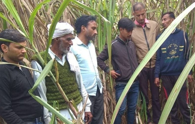 Guldar again seen in Chandauk and Jalpur