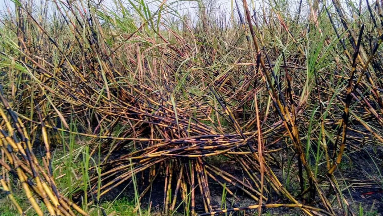 ht line meet heavy air, firied in sugercane field