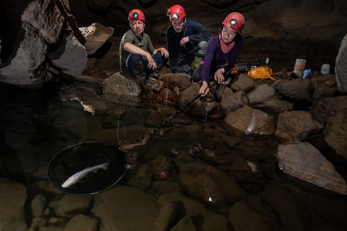 Biggest Cave fish in the world are in Krem Um Ladaw cave, photographs