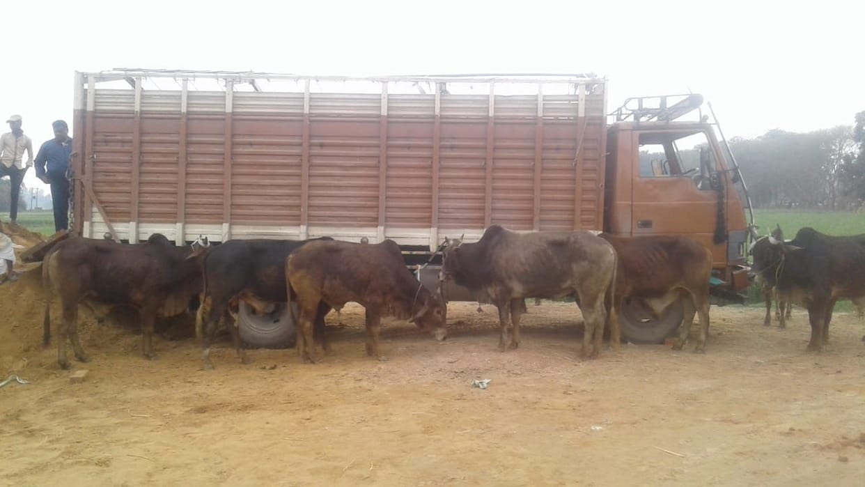 2 animal smuggler caught