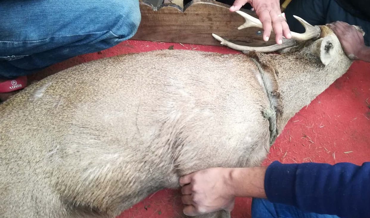 pahada reached from residence area, dogs group attack him