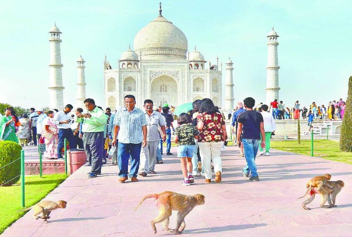 Monkey Attacks And Bite Two Tourist At Tajmahal