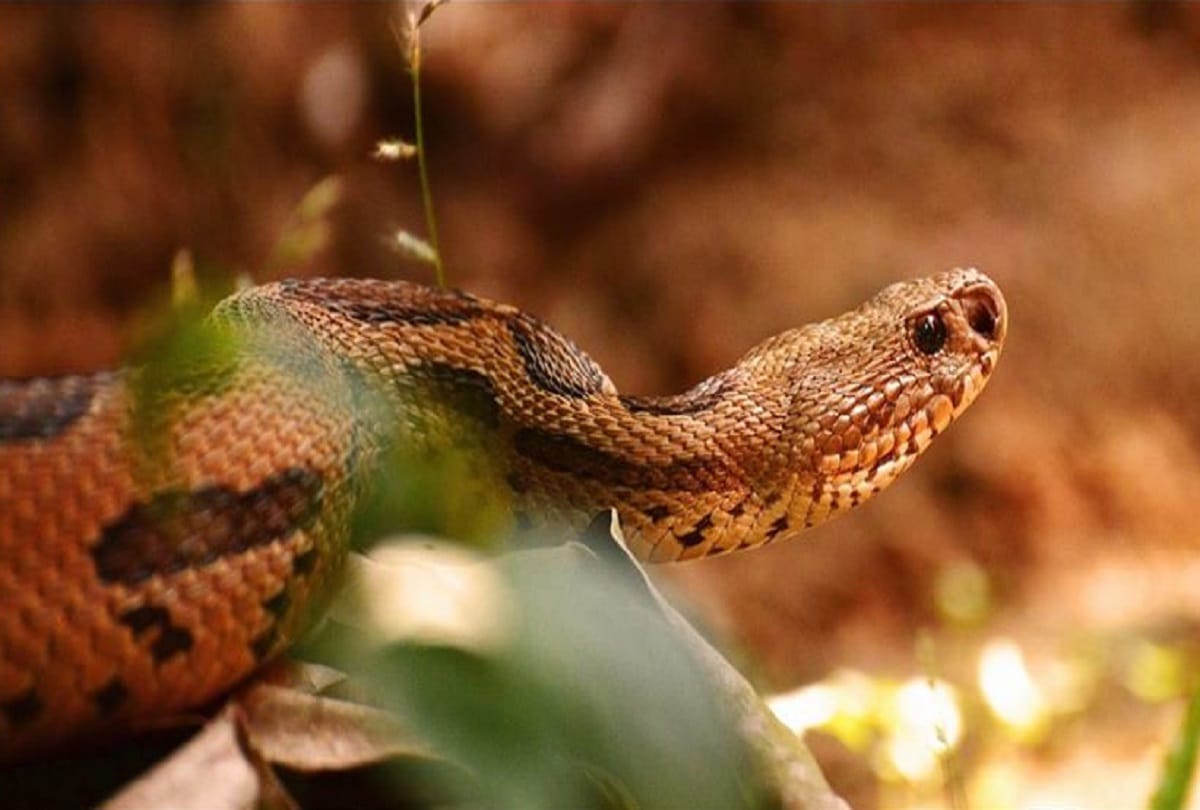 worlds most poisonous snakes lives near sonbhadra gold mine