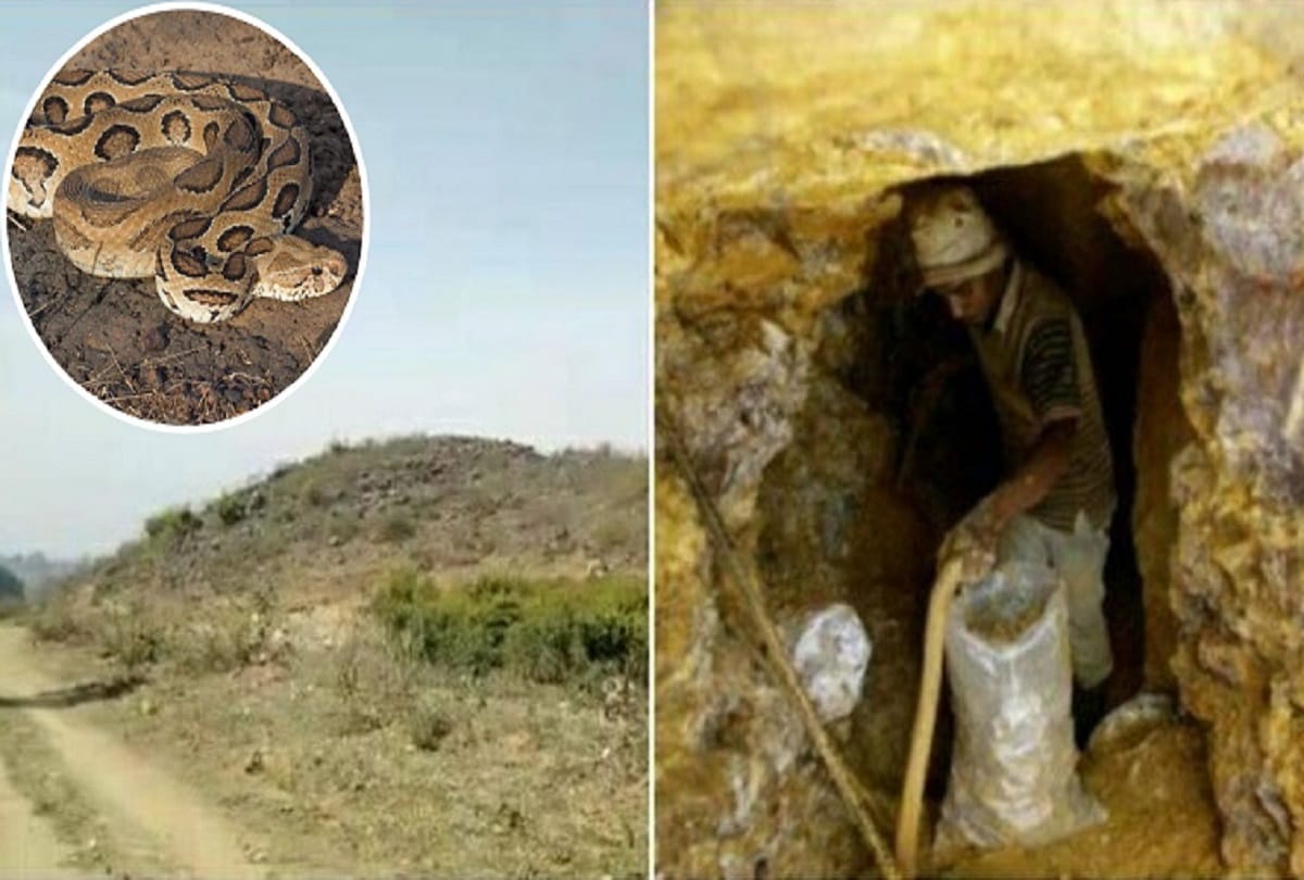 worlds most poisonous snakes lives near sonbhadra gold mine