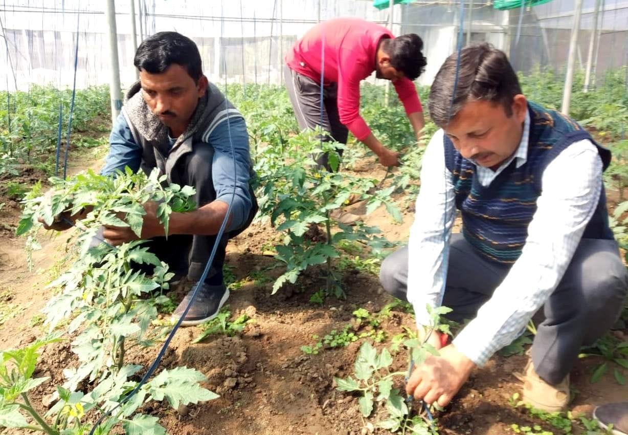 The nursery of temperate fruits will be ready in the field