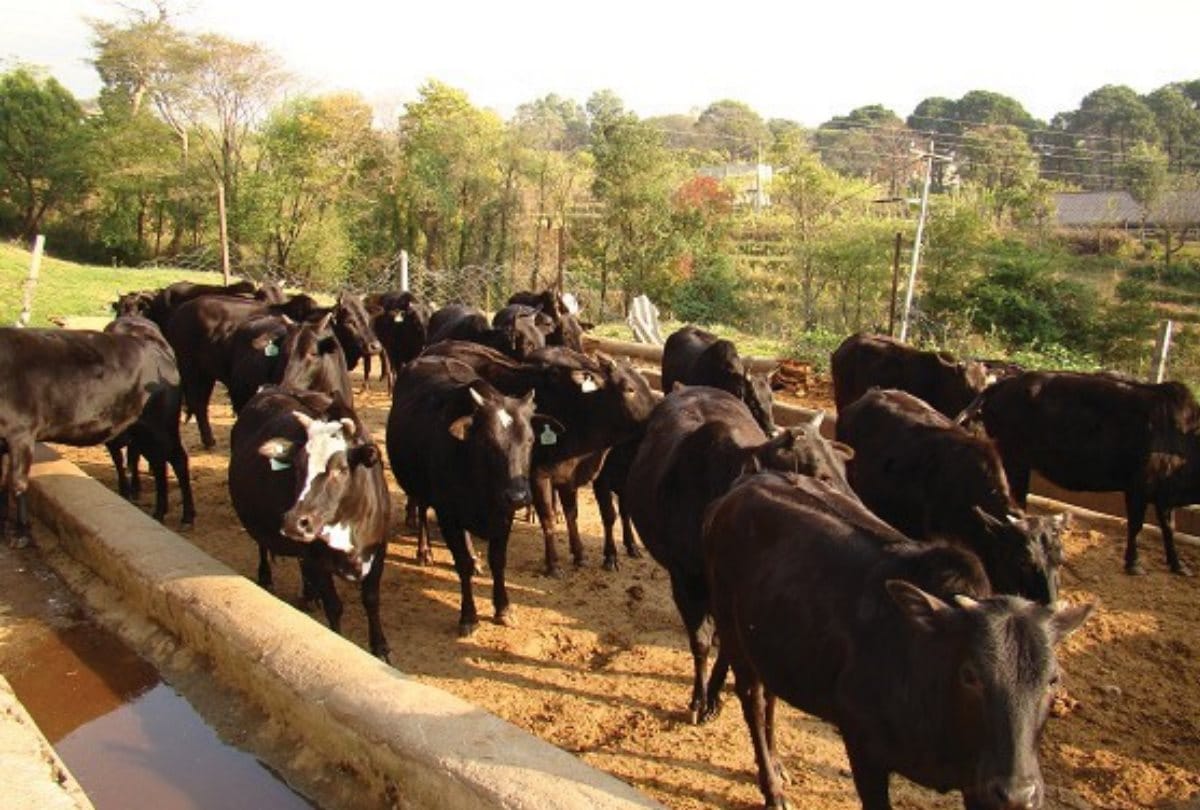 UP: Police arrested nine women on charges of cow slaughter
