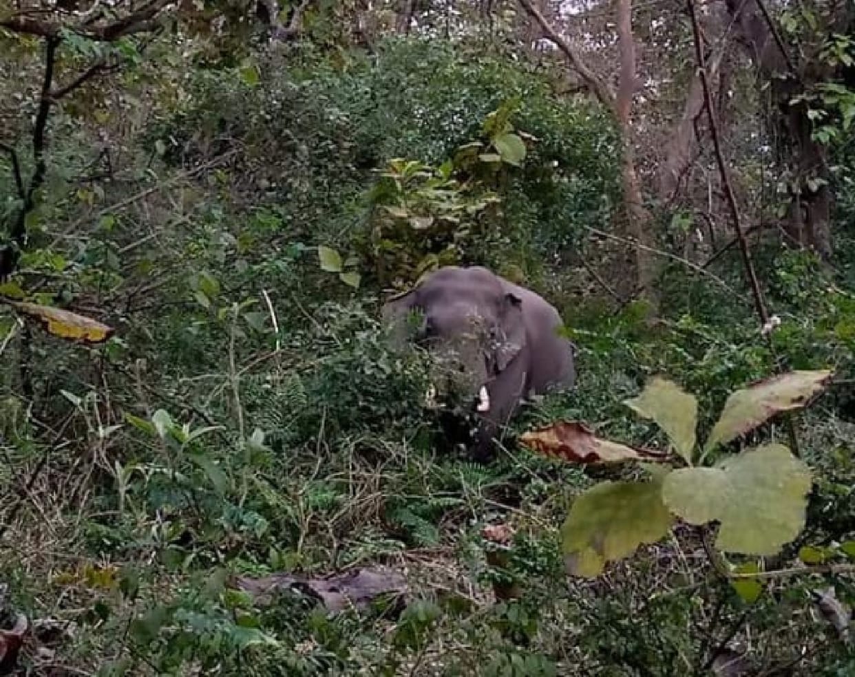 Tourist thrilled to see Nepali elephant in Katarnia range